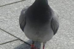 10293666_663592813714317_8797875469340467835_o_663592813714317