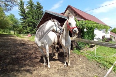 IMG_20210624_141858_597