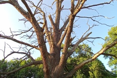IMG_20210703_192852_319