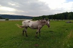 IMG_20210704_164220_242