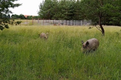 IMG_20210705_150253_612
