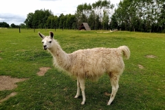 IMG_20210705_163323_726
