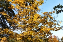 IMG_20221008_105531