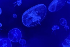 IMG_6627