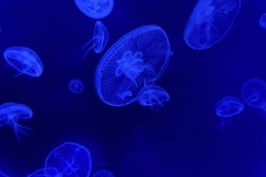 IMG_6628