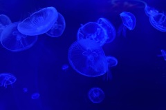 IMG_6629