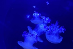 IMG_6635