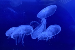 IMG_6647