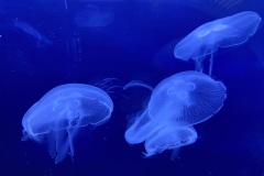 IMG_6648