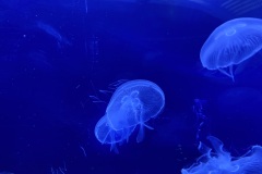 IMG_6649