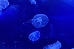 IMG_6650