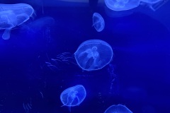 IMG_6651