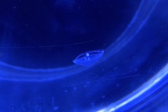 IMG_6654