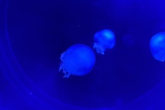 IMG_6658