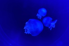 IMG_6659
