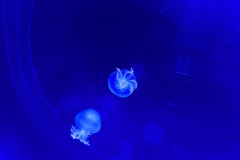 IMG_6661