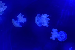 IMG_6664