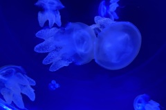 IMG_6665