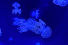 IMG_6666