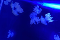 IMG_6668
