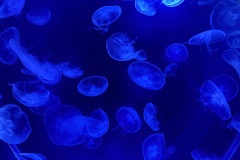IMG_6674