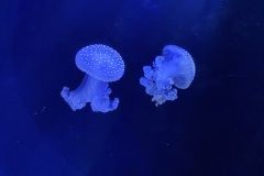 IMG_6690