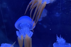 IMG_6725