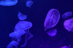 IMG_6743