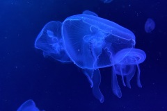 IMG_6745