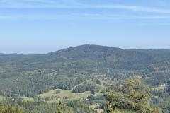 Kohout
