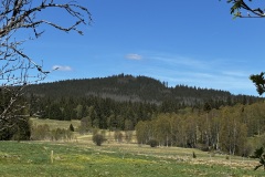 IMG_7981